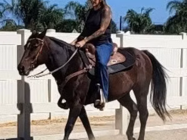 Mare, Quarter Horse — United States