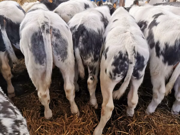 Szarvasmarha (tétel, nem megadva), Russian Black pied cattle