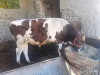公牛, Simmental cattle — 照片 3