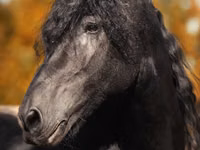 اسب نر, Friesian — عکس 1
