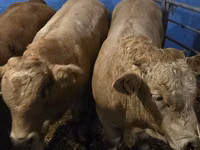 Boğa, Simmental cattle — foto 5
