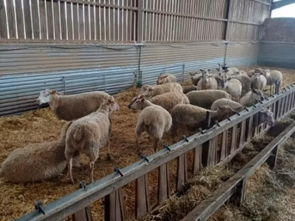 Sheep, Rouge de l’Ouest sheep — United Kingdom