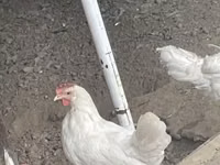 Leghorn — sawirka 1