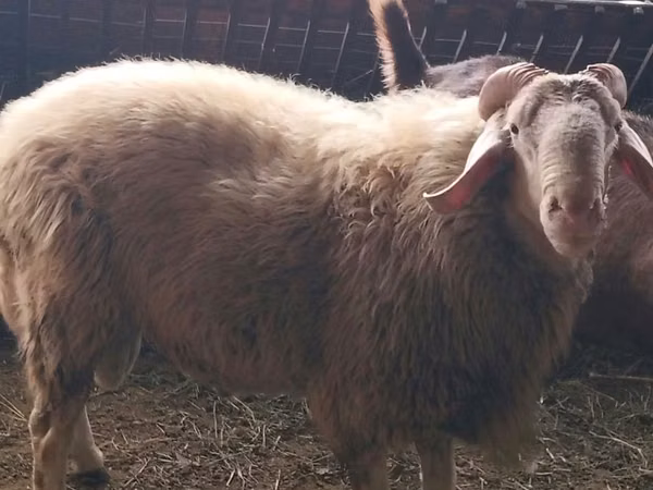 Ram, Assaf sheep — Moldova