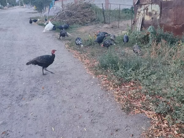 Turkeys — Kyrgyzstan