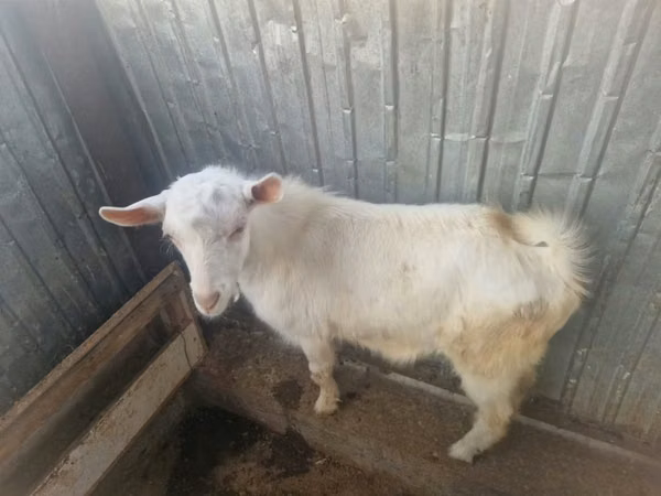 Cabra, Saanen goat — Cazaquistão