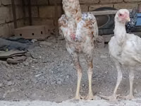 Australian Pit Game fowl — photo 3