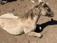 Hingst, Heste — foto 7