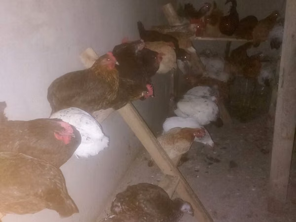 Chickens — Azerbejdżan