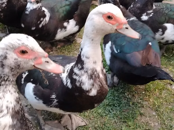 Ducks — جمهوری آذربایجان