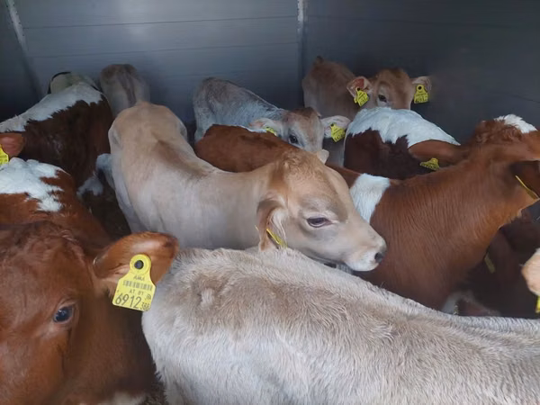 Toro, Simmental cattle