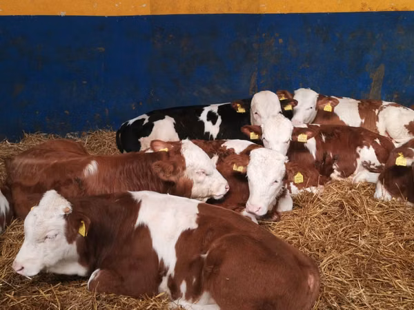 Toro, Simmental cattle