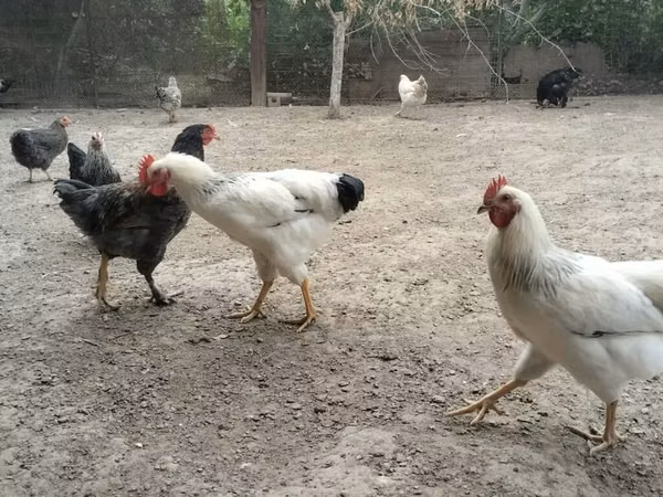 অডলার সিলভার — কিরগিজিস্তান