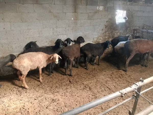 Sheep, Sheep — Kyrgyzstan