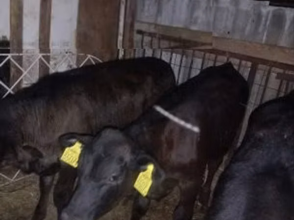 Bull, Aberdeen-Angus