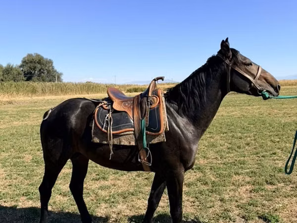 Cavallo, Karachay horse