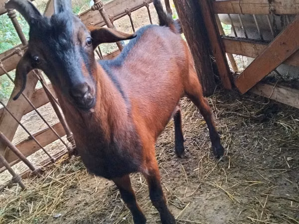 Billy Goat, Nubian Goat