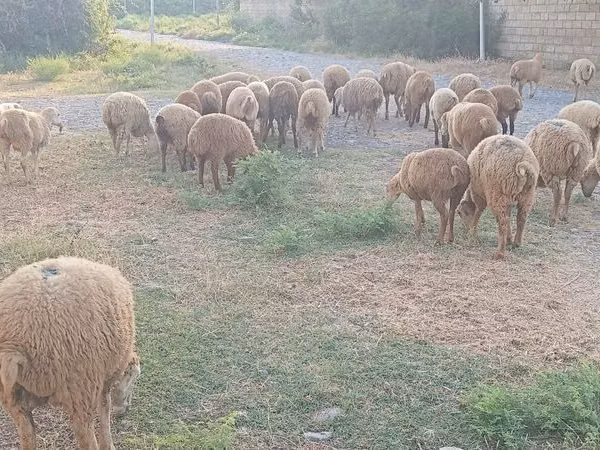 Sheep (batch, sex not specified), Sheep