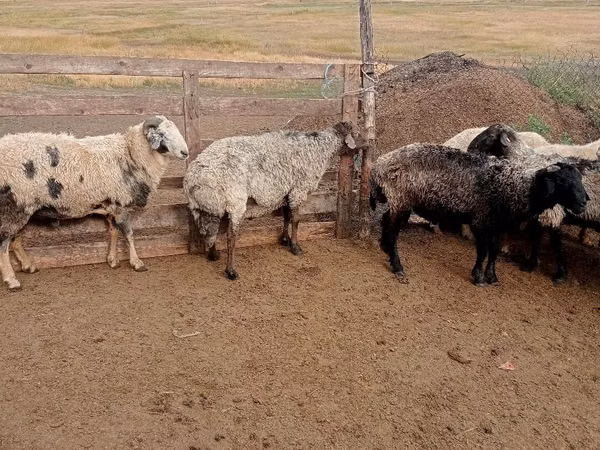 Ram, Sheep — Moldova