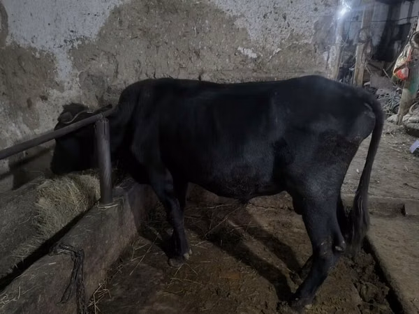 Bull, Alatau breed — Kyrgyzstan