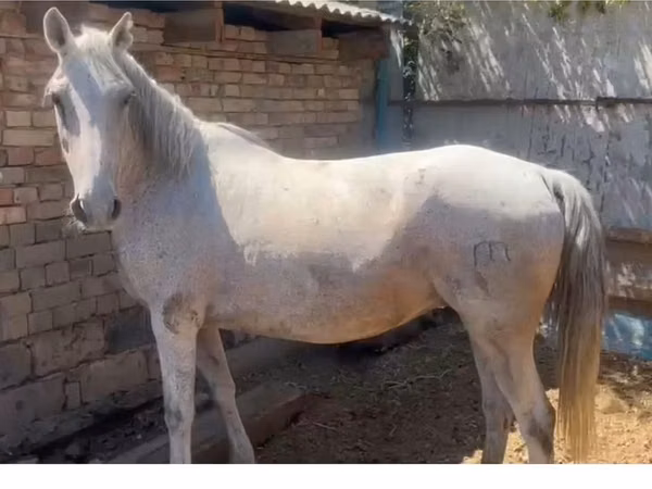 Mare, Kazakh horse — Kazakhstan