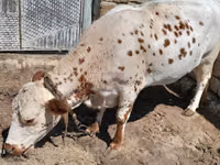 Vache, Simmental cattle — photo 1