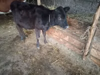 Cow, Cattle — photo 6