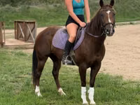 母马, Quarter Horse — 照片 4