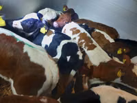 Bou, Simmental cattle — foto 2