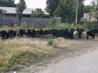 Kambing jantan, Sheep — foto 1