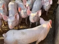 Babi betina, Pigs — foto 3