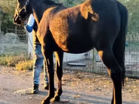 Kůň, Nonius horse — foto 1
