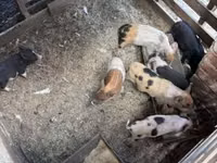 Babi betina, Pigs — foto 1