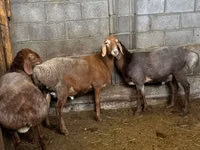 Koyun, Katum sheep — foto 3