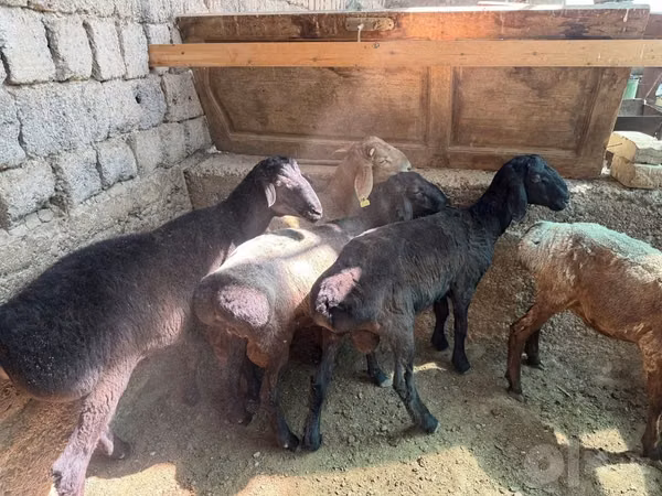Ram, Rhon sheep — Uzbekistan