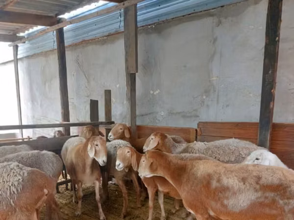 Sheep, Arashan sheep — Kyrgyzstan