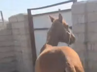 घोड़ी, Kazakh horse — फ़ोटो 2