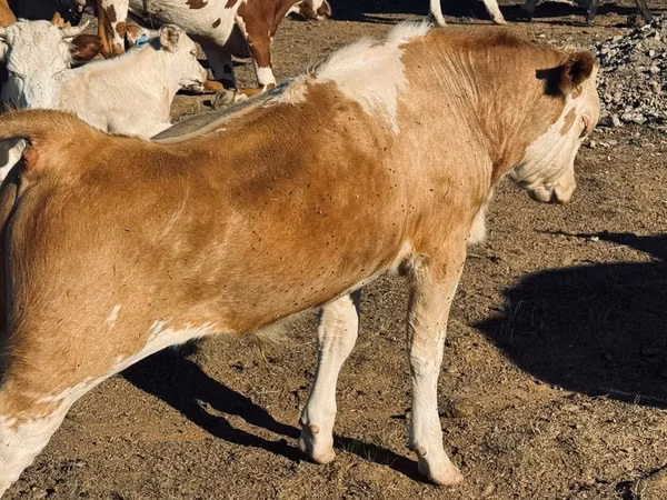 Bull, Cattle — Kazakhstan