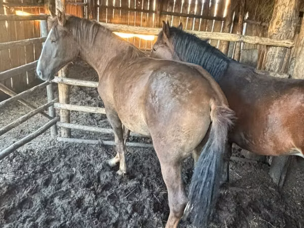ม้าตัวผู้, Horse breed — คาซัคสถาน