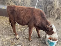 Toro, Bovini — foto 2