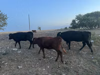 গাভী, এবার্ডিন-অ্যাঙ্গাস — ছবি 1