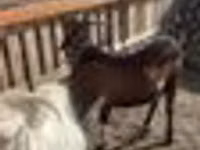 Billy Goat, Nubian Goat — photo 3