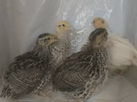 Quails — sawirka 1