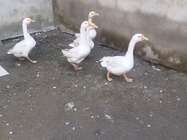 Geese — جمهوری آذربایجان