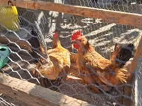 Chickens — foto 2