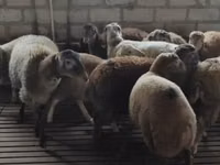 Овце (партида, пол не е посочен), Овце — снимка 2