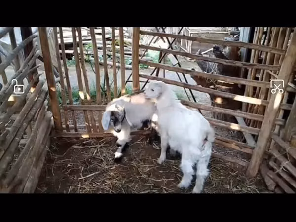 Goat, Goats — Uzbekistan