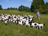 Montone, Dorper sheep — foto 2