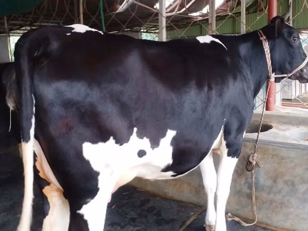 Cow, Russian Black pied cattle — Bangladesh