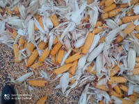 Продаю кукуруза 🌽 Пионер сухой, 1кг 13сом адрес КАРА Балта — φωτογραφία 1